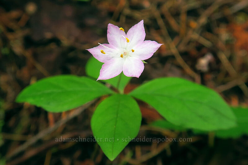western starflower (Lysimachia latifolia (Trientalis borealis ssp. latifolia)) [Elk Mountain Trail, Tillamook State Forest, Tillamook County, Oregon]