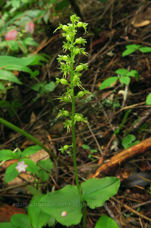 heart-leaf twayblade (Neottia cordata (Listeria cordata)) [Elk Mountain Trail, Tillamook State Forest, Tillamook County, Oregon]
