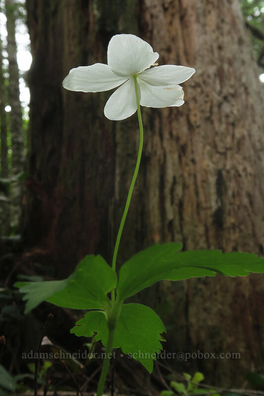 Columbia windflower (Anemone deltoidea (Anemonastrum deltoideum)) [Elk Mountain Trail, Tillamook State Forest, Tillamook County, Oregon]