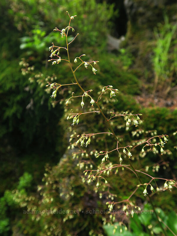 small-flowered alumroot (Heuchera micrantha) [Elk Mountain Trail, Tillamook State Forest, Tillamook County, Oregon]
