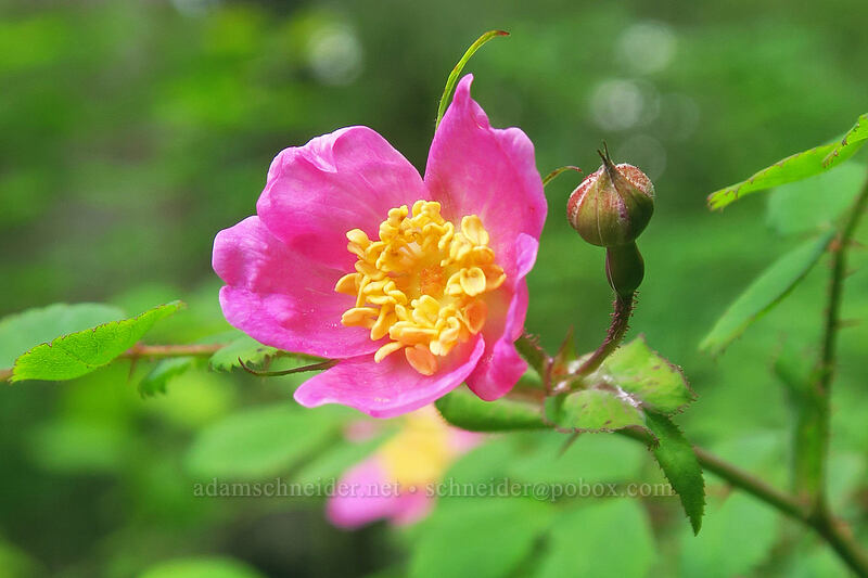 bald-hip rose (Rosa gymnocarpa) [Elk Mountain Trail, Tillamook State Forest, Tillamook County, Oregon]