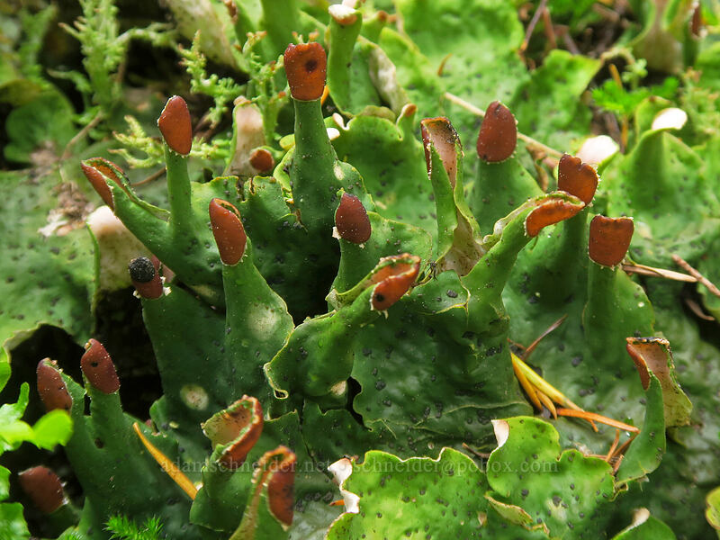 pelt lichen (Peltigera sp.) [Elk Mountain Trail, Tillamook State Forest, Tillamook County, Oregon]