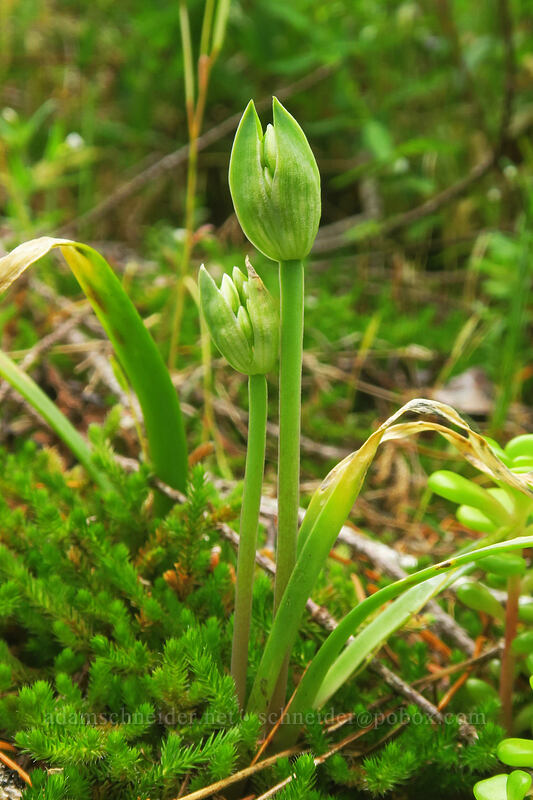 Olympic onion, budding (Allium crenulatum) [Elk Mountain Trail, Tillamook State Forest, Tillamook County, Oregon]