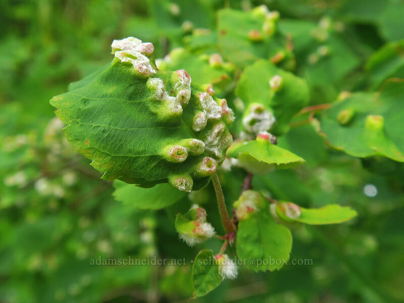 woolly galls on serviceberry leaves (Amelanchier alnifolia) [Elk Mountain Trail, Tillamook State Forest, Tillamook County, Oregon]