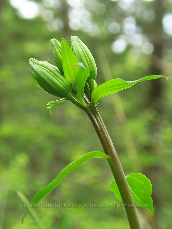 Columbia tiger lily, budding (Lilium columbianum) [Elk Mountain Trail, Tillamook State Forest, Tillamook County, Oregon]