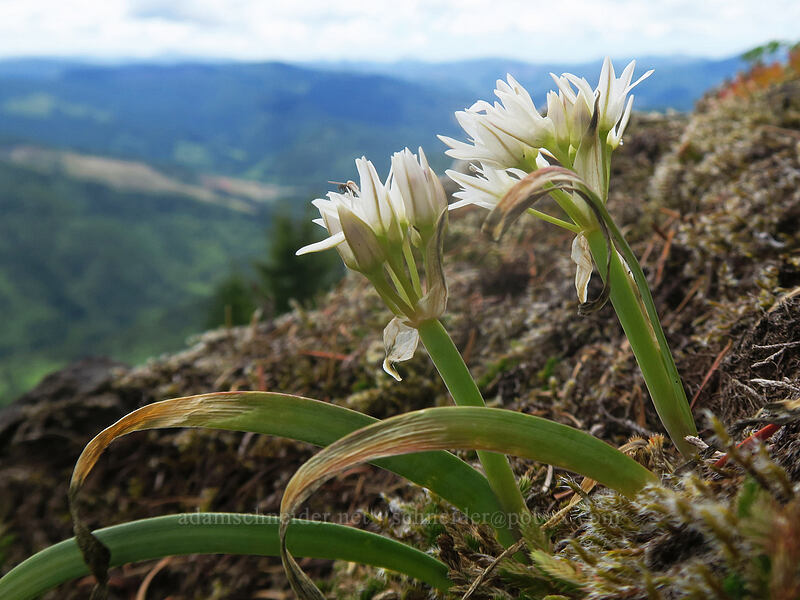 Olympic onion flowers (Allium crenulatum) [Elk Mountain Trail, Tillamook State Forest, Tillamook County, Oregon]