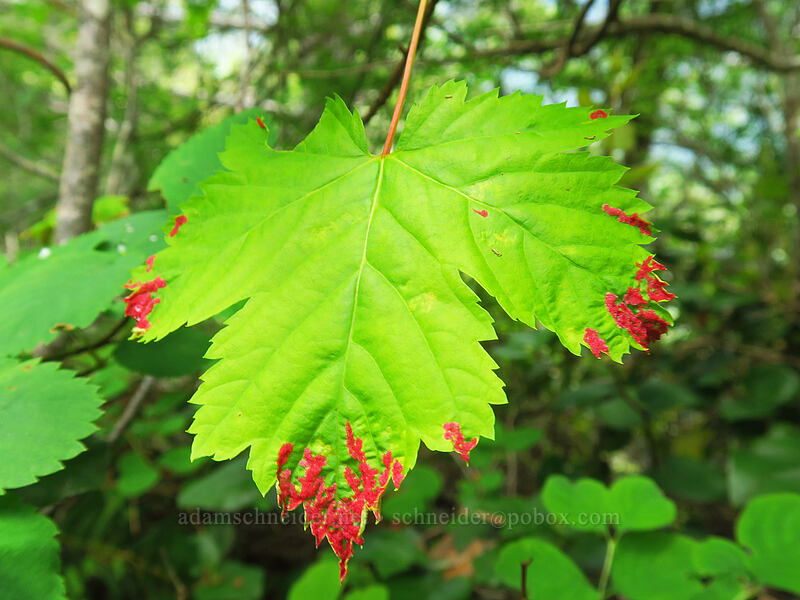 erineum mite galls on Douglas' maple leaf (Aceria calaceris (Eriophyes calaceris), Acer glabrum var. douglasii) [Elk Mountain Trail, Tillamook State Forest, Tillamook County, Oregon]