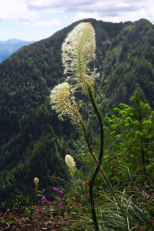beargrass & Kings Mountain (Xerophyllum tenax) [Elk Mountain Trail, Tillamook State Forest, Tillamook County, Oregon]