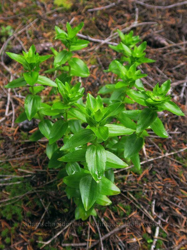 gentian leaves (Gentiana sp.) [Elk Mountain Trail, Tillamook State Forest, Tillamook County, Oregon]