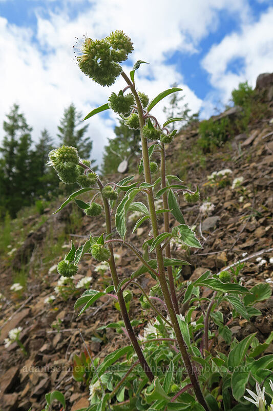 Oregon phacelia (Phacelia nemoralis ssp. oregonensis) [Elk Mountain Trail, Tillamook State Forest, Tillamook County, Oregon]