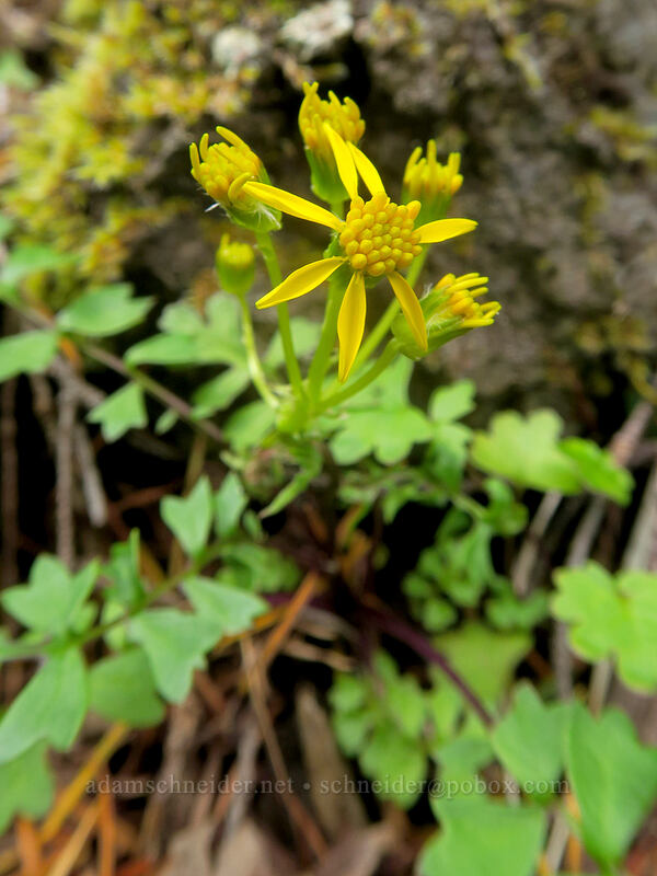 Flett's ragwort (Packera flettii (Senecio flettii)) [Elk Mountain Trail, Tillamook State Forest, Tillamook County, Oregon]