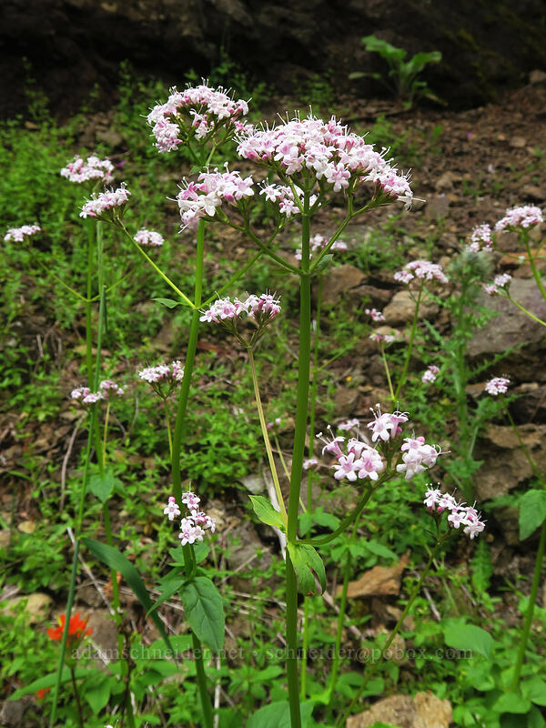 Sitka valerian (Valeriana sitchensis) [Elk Mountain Trail, Tillamook State Forest, Tillamook County, Oregon]