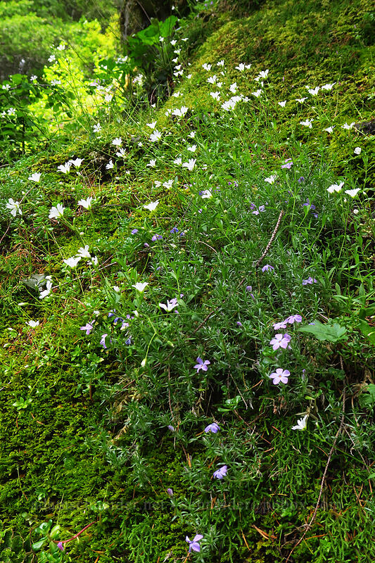 phlox & chickweed (Phlox diffusa, Cerastium arvense) [Kings Mountain Trail, Tillamook State Forest, Tillamook County, Oregon]