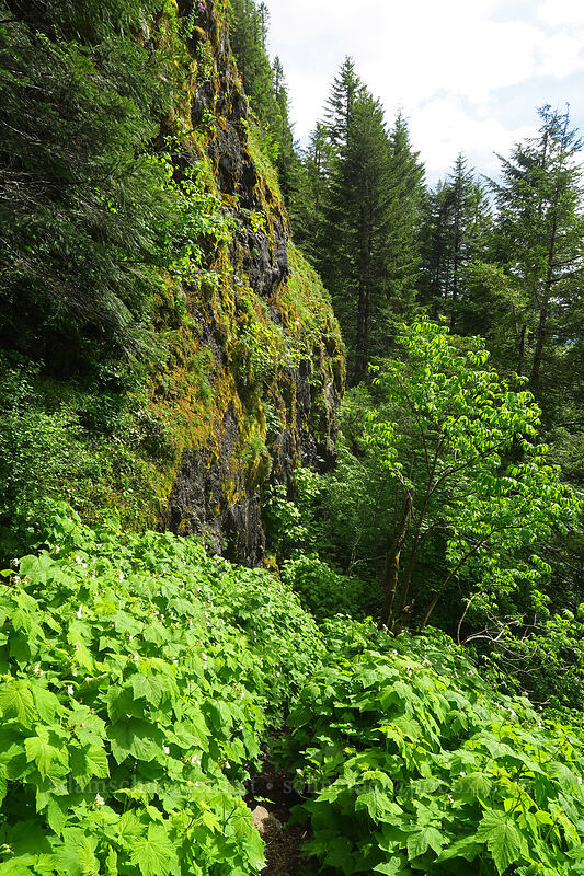 trailside cliffs [Kings Mountain Trail, Tillamook State Forest, Tillamook County, Oregon]