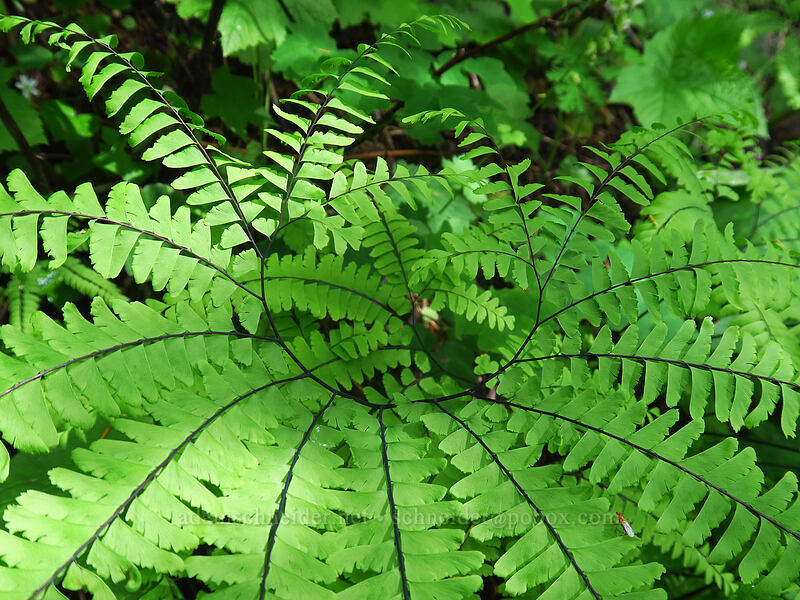 maidenhair fern (Adiantum aleuticum) [Kings Mountain Trail, Tillamook State Forest, Tillamook County, Oregon]