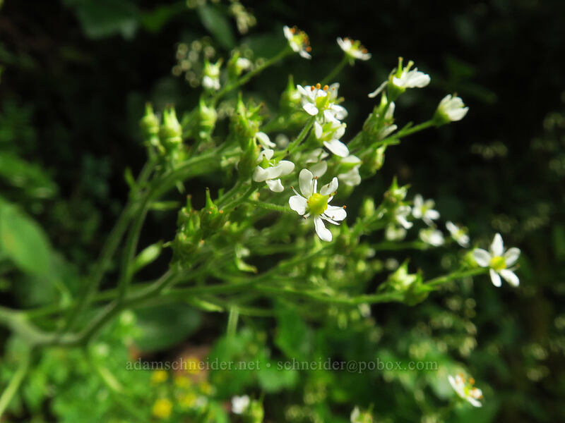 Oregon saxifrage, growing horizontally (Micranthes oregana (Saxifraga oregana)) [Kings Mountain Trail, Tillamook State Forest, Tillamook County, Oregon]
