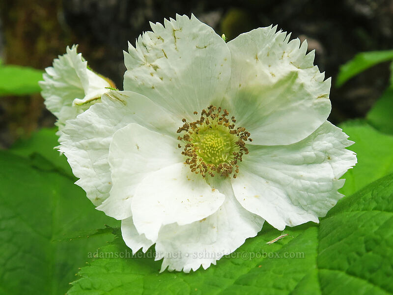 thimbleberry flower with 7 fringed petals (Rubus parviflorus) [Kings Mountain Trail, Tillamook State Forest, Tillamook County, Oregon]