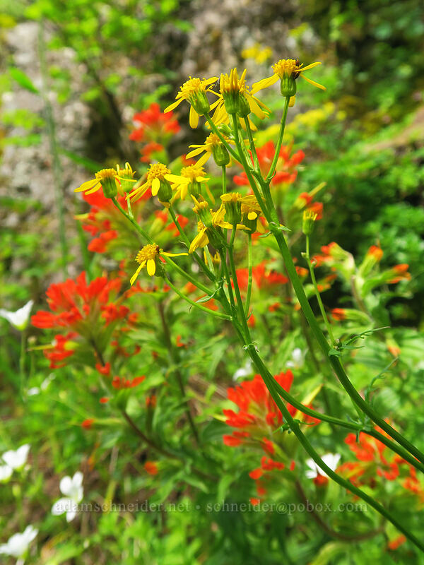 Flett's ragwort & paintbrush (Packera flettii (Senecio flettii), Castilleja hispida) [Kings Mountain Trail, Tillamook State Forest, Tillamook County, Oregon]