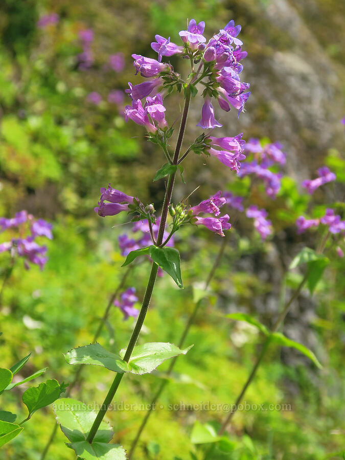 broad-leaf penstemon (Penstemon ovatus) [Kings Mountain Trail, Tillamook State Forest, Tillamook County, Oregon]