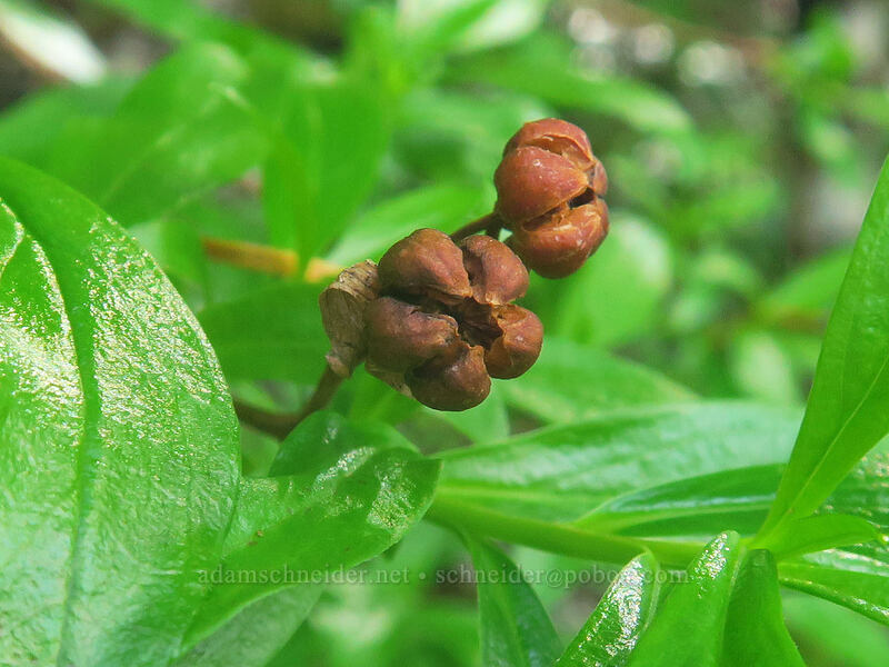 copperbush seeds (Elliottia pyroliflora (Cladothamnus pyroliflorus)) [Kings Mountain Trail, Tillamook State Forest, Tillamook County, Oregon]