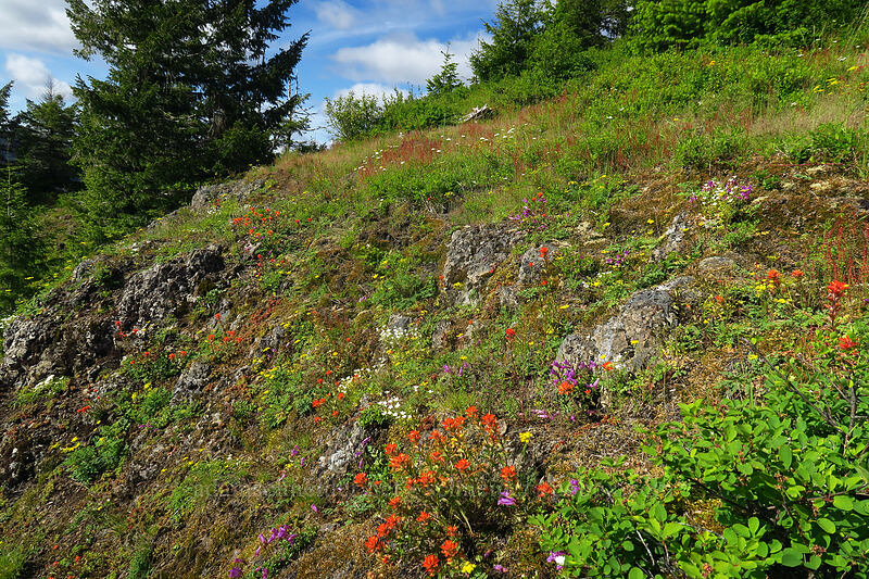 wildflowers [Kings Mountain Trail, Tillamook State Forest, Tillamook County, Oregon]