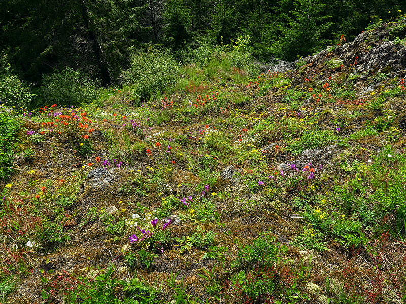 wildflowers [Kings Mountain Trail, Tillamook State Forest, Tillamook County, Oregon]