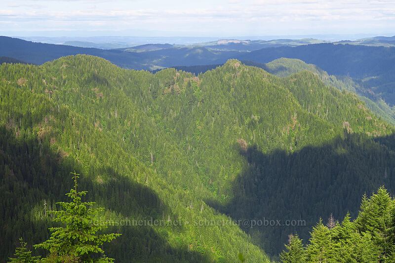 Elk Mountain [Kings Mountain Trail, Tillamook State Forest, Tillamook County, Oregon]