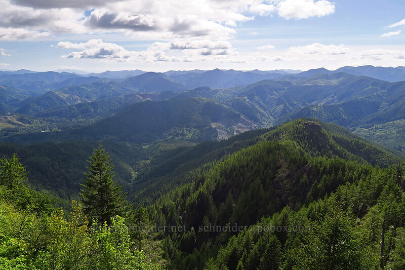Coast Range [Kings Mountain Trail, Tillamook State Forest, Tillamook County, Oregon]