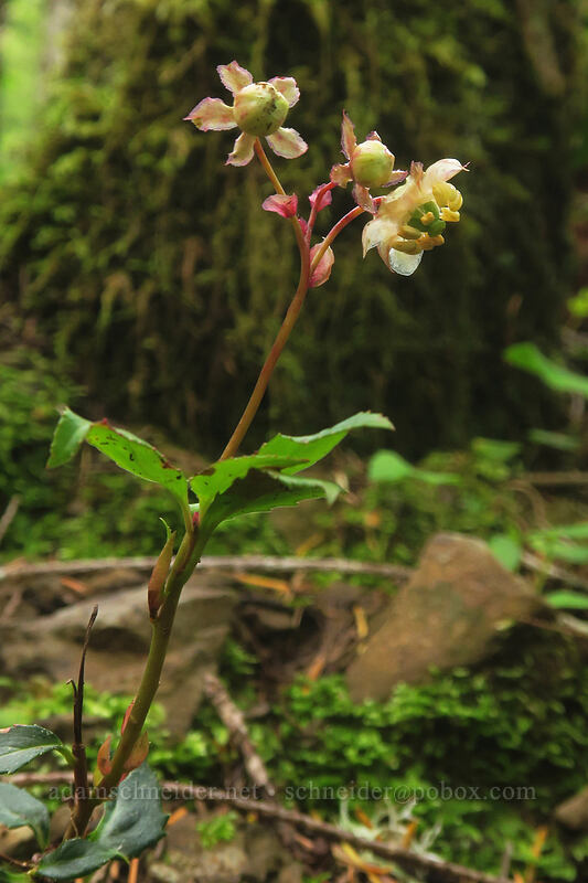 little pipsissewa (Chimaphila menziesii) [Kings Mountain Trail, Tillamook State Forest, Tillamook County, Oregon]