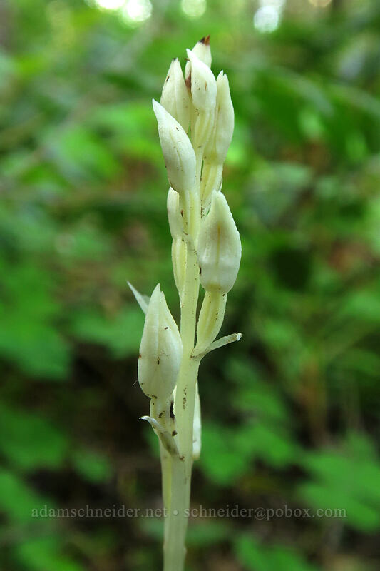 phantom orchid (Cephalanthera austiniae (Eburophyton austiniae)) [Kings Mountain Trail, Tillamook State Forest, Tillamook County, Oregon]