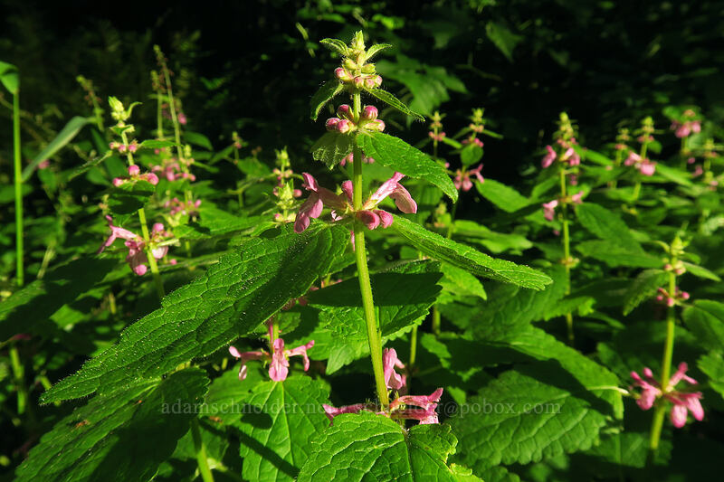 Mexican hedge-nettle (Stachys mexicana) [Wilson River Highway, Tillamook State Forest, Tillamook County, Oregon]