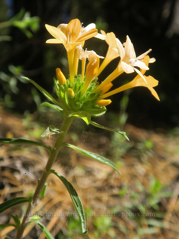 grand collomia (Collomia grandiflora) [Wagner Gap, Rogue River-Siskiyou National Forest, Jackson County, Oregon]