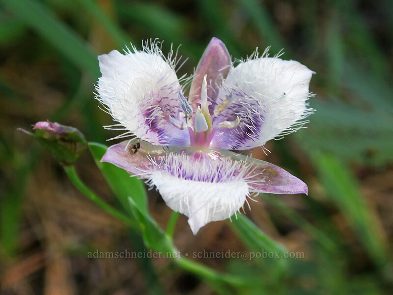Tolmie's mariposa lily (Calochortus tolmiei) [Wagner Gap, Rogue River-Siskiyou National Forest, Jackson County, Oregon]