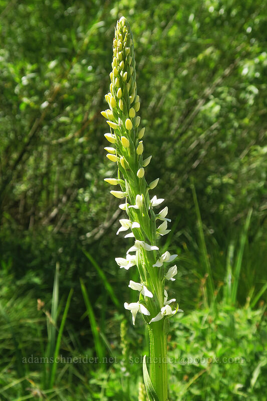 long-spurred white bog orchid (Platanthera dilatata var. leucostachys (Habenaria leucostachys)) [Forest Road 22, Rogue River-Siskiyou National Forest, Jackson County, Oregon]