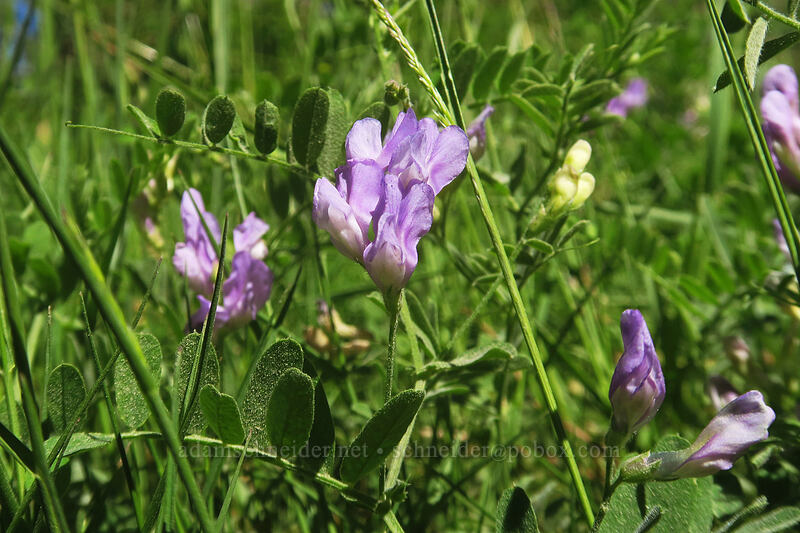 American vetch (Vicia americana) [Forest Road 22, Rogue River-Siskiyou National Forest, Jackson County, Oregon]