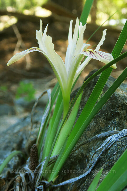 yellow-leaf iris (Iris chrysophylla) [Forest Road 20, Klamath National Forest, Jackson County, Oregon]