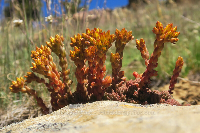 lance-leaf stonecrop, budding (Sedum lanceolatum) [Big Red Mountain, Klamath National Forest, Jackson County, Oregon]