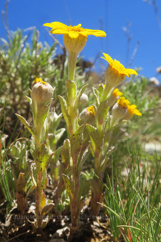 lance-leaf Oregon sunshine (Eriophyllum lanatum var. lanceolatum) [Big Red Mountain, Klamath National Forest, Jackson County, Oregon]
