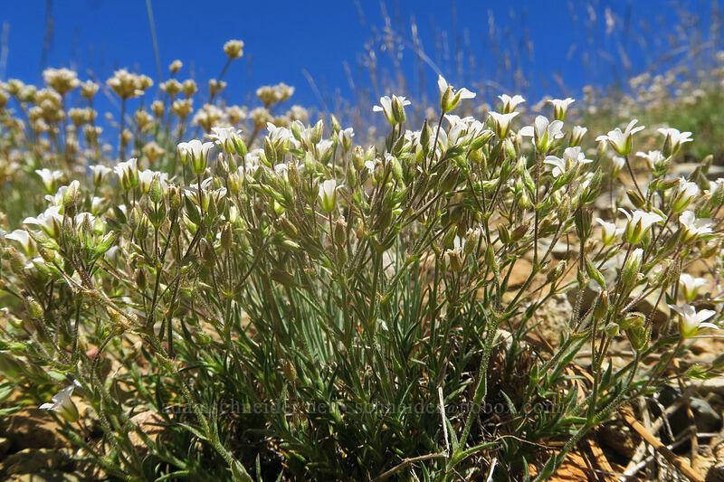 Nuttall's sandwort (Minuartia nuttallii var. gregaria (Sabulina nuttallii var. gregaria)) [Big Red Mountain, Klamath National Forest, Jackson County, Oregon]