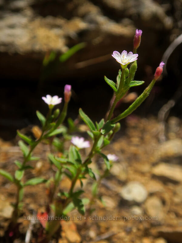 willow-herb (Epilobium ciliatum) [Big Red Mountain, Klamath National Forest, Jackson County, Oregon]