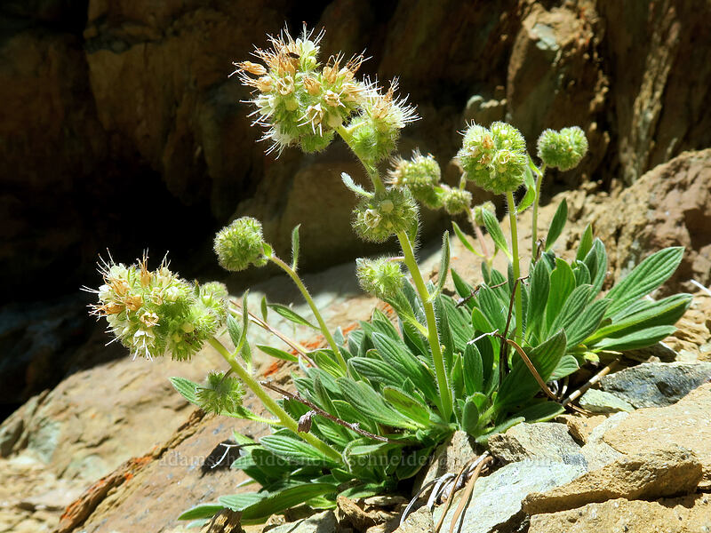 serpentine phacelia (Phacelia corymbosa) [Big Red Mountain, Klamath National Forest, Jackson County, Oregon]