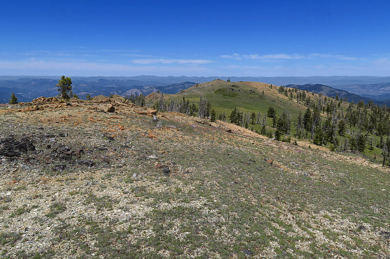 north ridge of Big Red Mountain [Big Red Mountain, Rogue River-Siskiyou National Forest, Jackson County, Oregon]