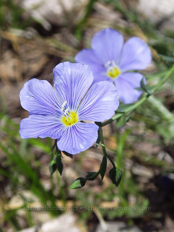 Lewis' blue flax (Linum lewisii (Linum perenne var. lewisii)) [Big Red Mountain, Rogue River-Siskiyou National Forest, Jackson County, Oregon]
