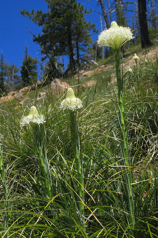 beargrass (Xerophyllum tenax) [Pacific Crest Trail, Rogue River-Siskiyou National Forest, Jackson County, Oregon]