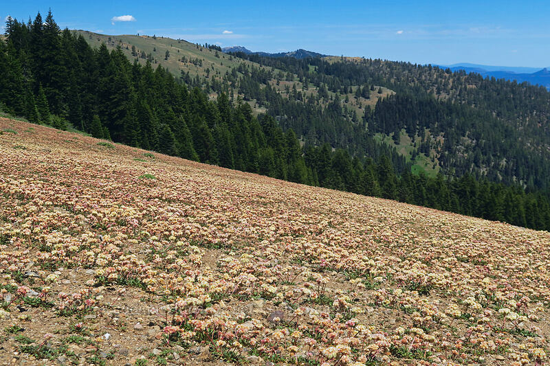 field of pussy-paws (Calyptridium umbellatum (Cistanthe umbellata)) [Forest Road 20, Klamath National Forest, Jackson County, Oregon]
