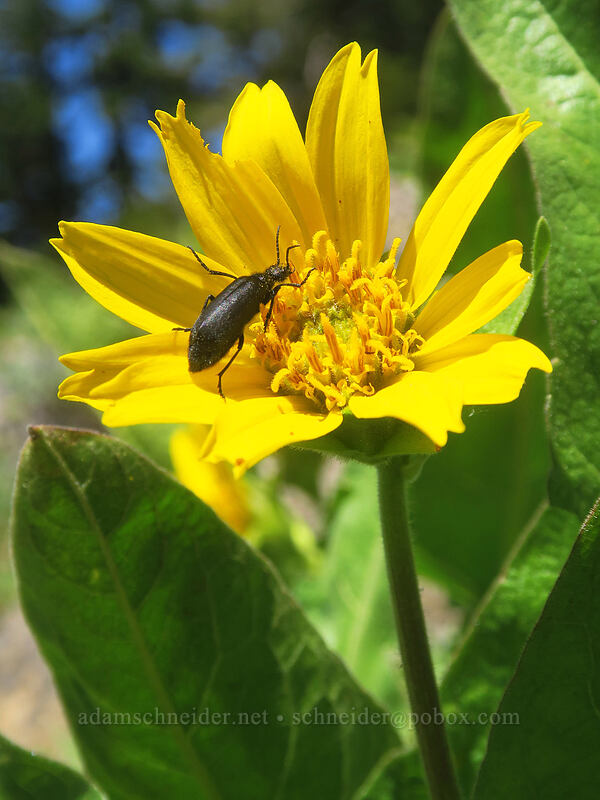 beetle & deltoid balsamroot (Balsamorhiza deltoidea) [Forest Road 20, Klamath National Forest, Jackson County, Oregon]
