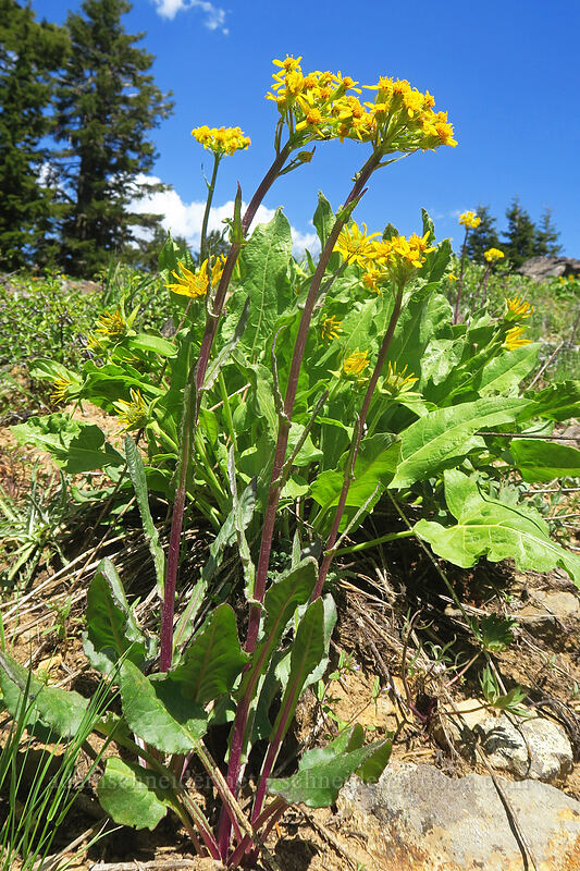 groundsel & balsamroot (Senecio integerrimus, Balsamorhiza deltoidea) [Forest Road 20, Klamath National Forest, Jackson County, Oregon]