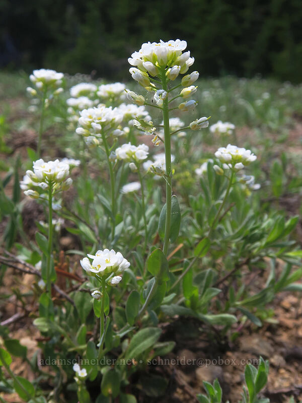 alpine penny-cress (Noccaea fendleri ssp. glauca (Thlaspi fendleri var. glaucum)) [Forest Road 20, Klamath National Forest, Jackson County, Oregon]