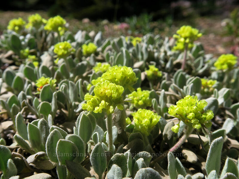 Modoc sulphur-flower buckwheat (Eriogonum umbellatum var. modocense) [Forest Road 20, Klamath National Forest, Jackson County, Oregon]