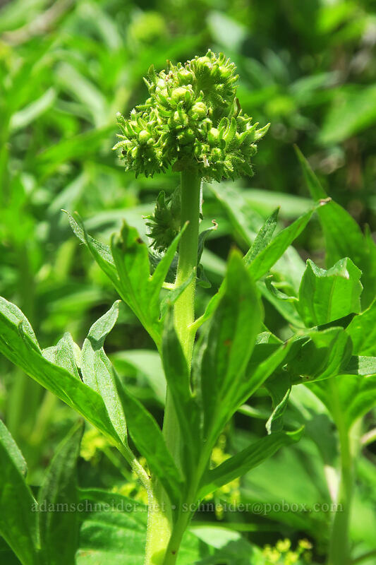 tall phacelia, budding (Phacelia procera) [Dutchman Spring, Rogue River-Siskiyou National Forest, Jackson County, Oregon]